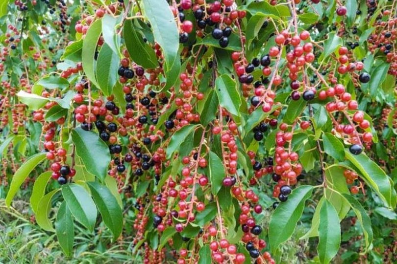 Vad kései meggy - Vad fekete cseresznye -  Prunus serotina ssp. serotina, Prunus serotina ssp serotina, fagytűrő, télálló, gyümölcs